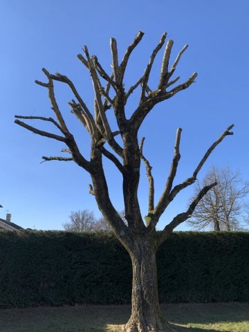 L'entreprise Aux Charmes du jardin vous propose la taille de haie et l'élagage d'un arbre à Mions 