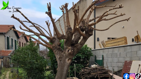 L'Entreprise Aux Charmes du Jardin vous propose l'élagage d'un arbre à Villeurbanne (69)