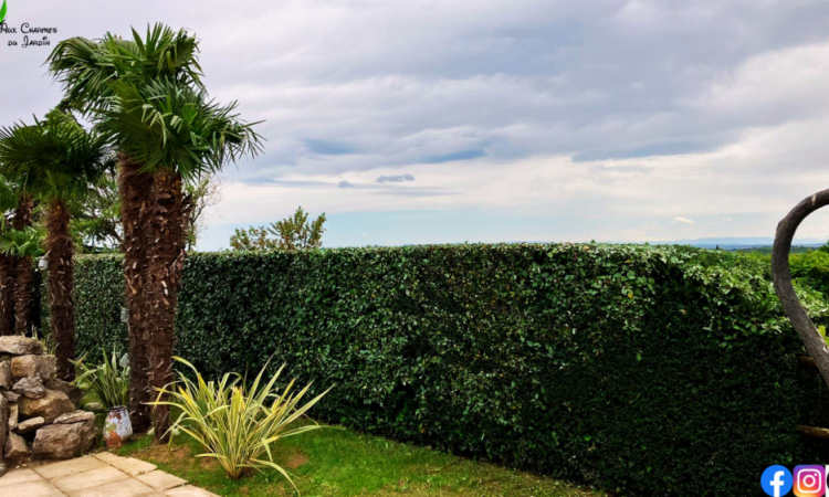 L'Entreprise Aux Charmes du Jardin vous propose la taille de haie à Orliénas (69)