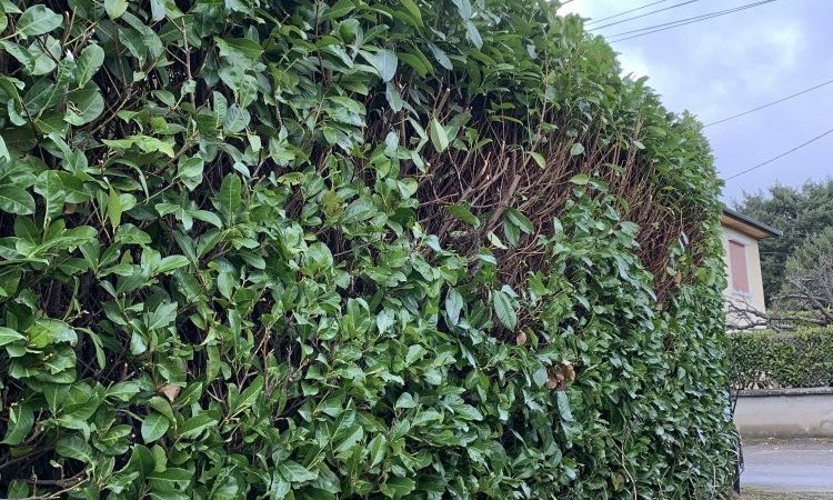 L'entreprise Aux Charmes du jardin vous propose une taille de haie à Craponne