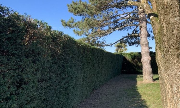 L'entreprise Aux Charmes du jardin vous propose la taille de haie et l'élagage d'un arbre à Mions 