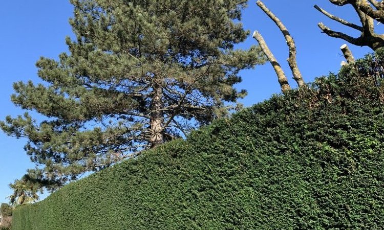 L'entreprise Aux Charmes du jardin vous propose la taille de haie et l'élagage d'un arbre à Mions 